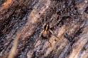 Pardosa_lugubris_P1050_O_76_Les Gris_Frankrijk